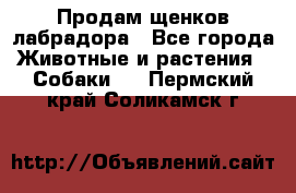 Продам щенков лабрадора - Все города Животные и растения » Собаки   . Пермский край,Соликамск г.